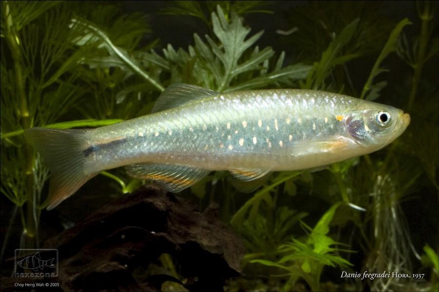Male specimen.