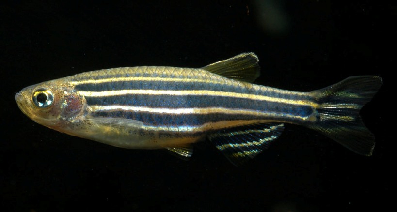 Adult specimen.