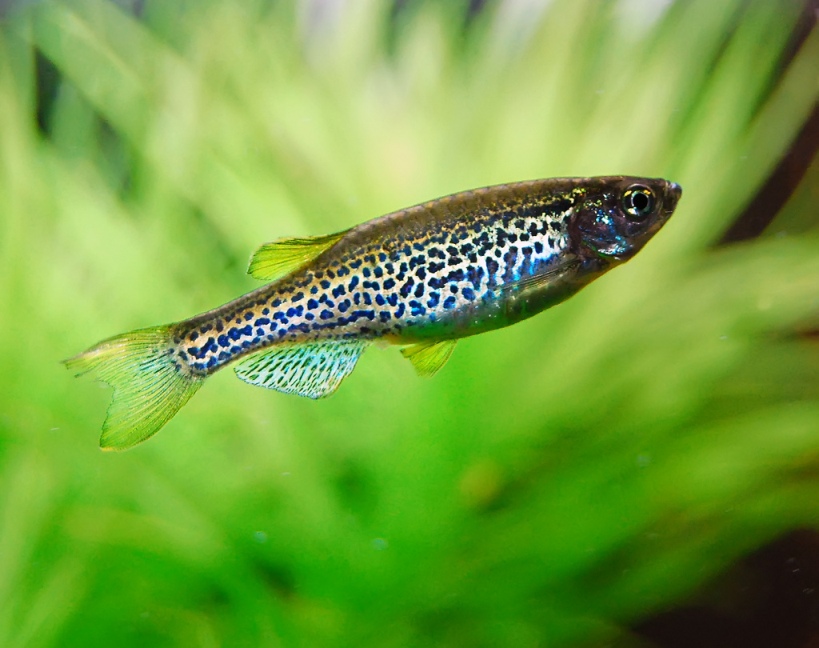 The 'leopard danio' (aka 'B. rerio var. frankei') is an ornamental form of the species.