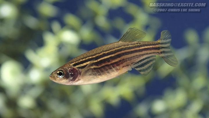 Adult male individual.