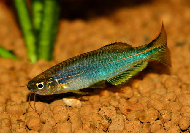 Males of B. sp. 'hikari' have a greenish-yellow body colouration...