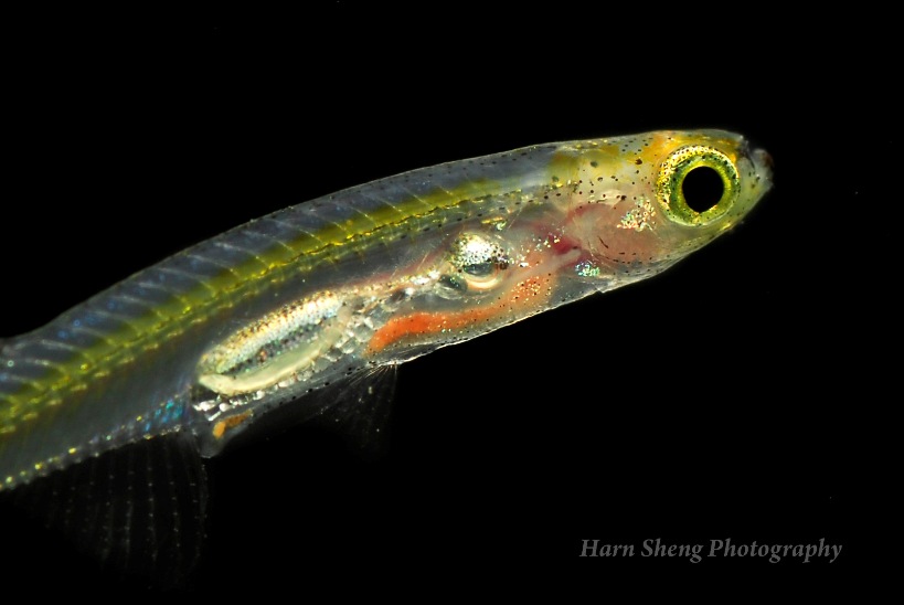 Detail of head and anterior portion of body.