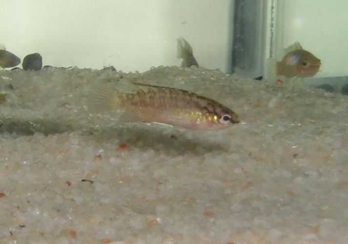 Young female.