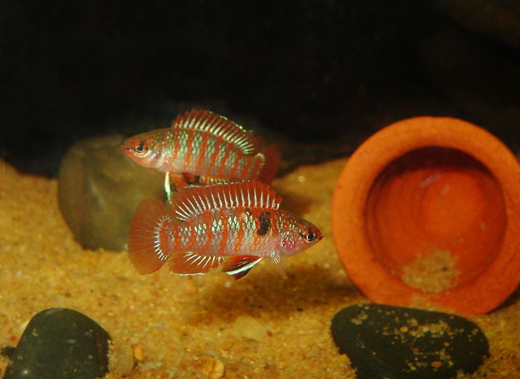 Males are aggressive towards one another, commanding small territories.
