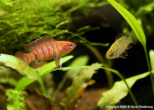 Pair of Dario dario, male to the left.