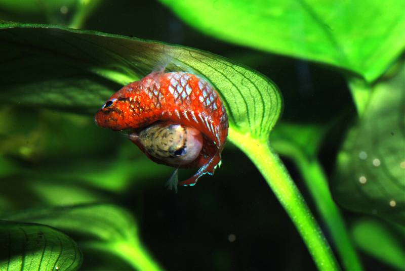 The spawning embrace of this species is typical of badids and similar to that in anabantoids.