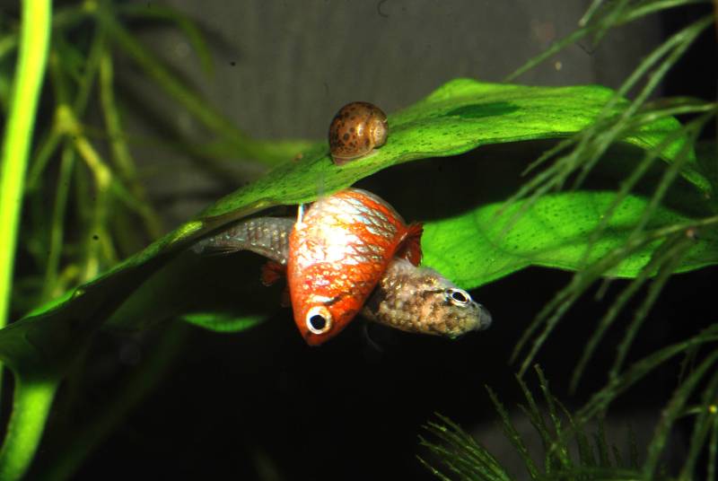 The male begins to wrap his body around that of his mate...