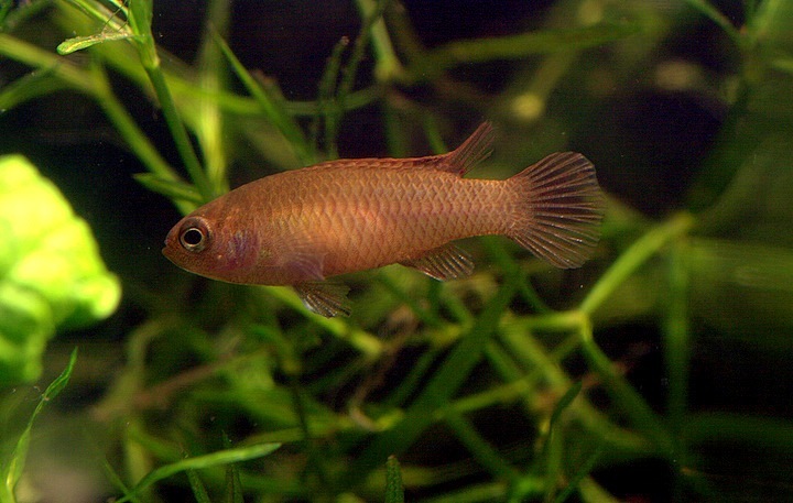 Female of D. hysginon.