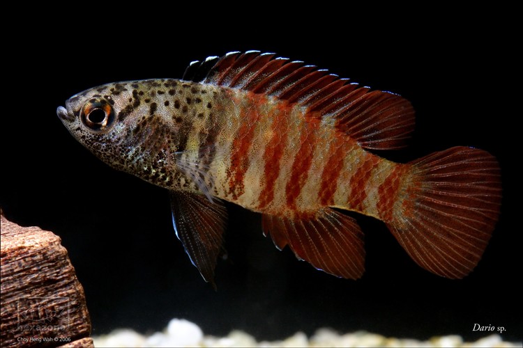 Another male specimen.