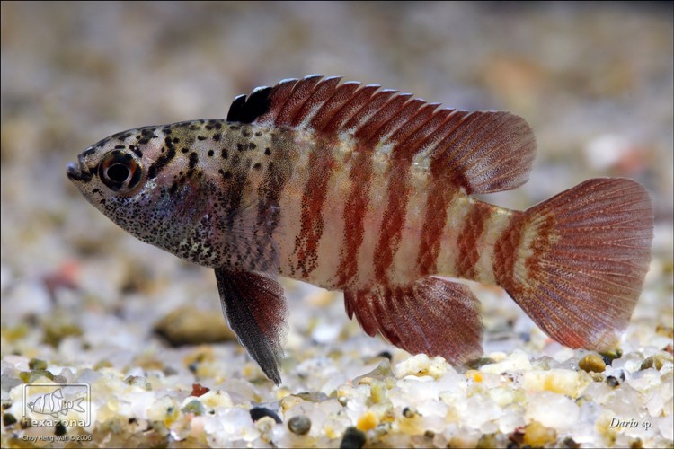 Male of D. sp. 'Myanmar'; non-aggressive patterning.