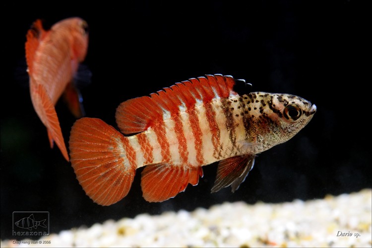 Male of Dario sp. 'Myanmar'; display/aggressive patterning.