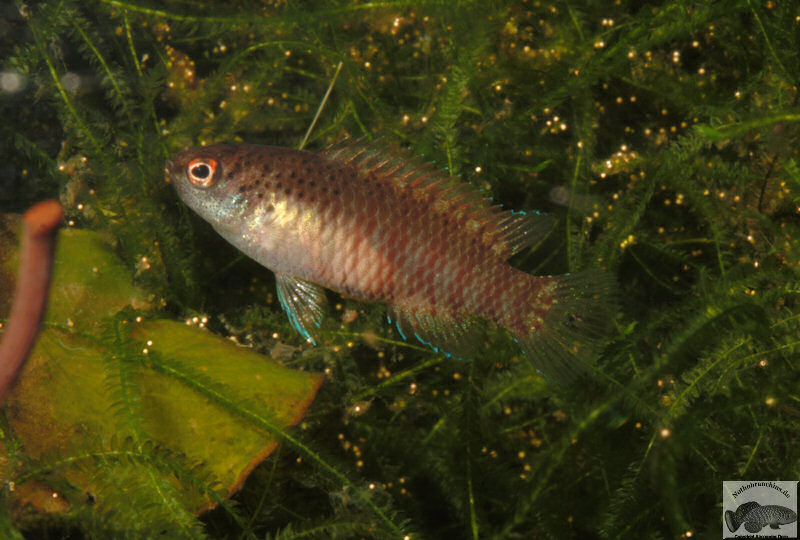 Female of D. sp. 'Myanmar'; this 'species' exhibits clear sexual dimorphism.