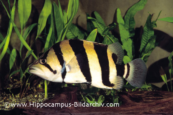 Specimen from the German aquarium trade.