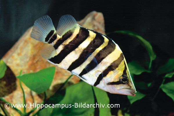 Juvenile from the German aquarium trade.