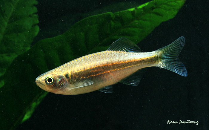 D. acrostomus first appeared in the trade in early 2011.