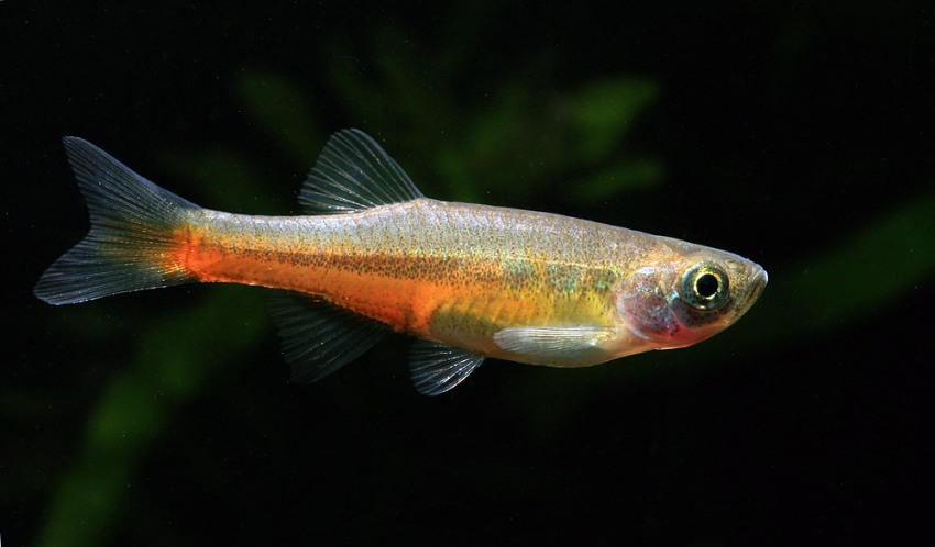 This species is rarely seen in the trade.