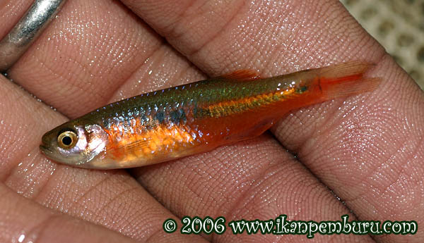 Freshly-collected adult male in spawning colouration.