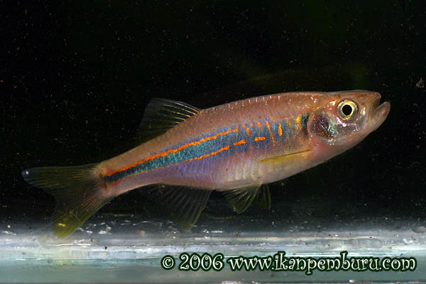 Adult specimen of D. laoensis in normal colouration.