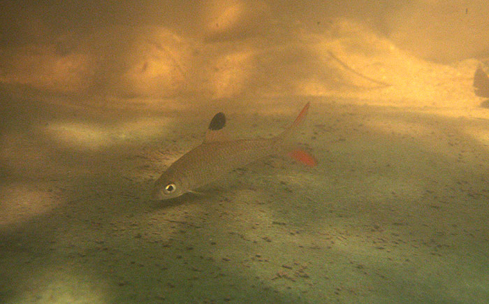 Adult of D. ashmeadi in its natural habitat, Namnow National Park, northeastern Thailand.