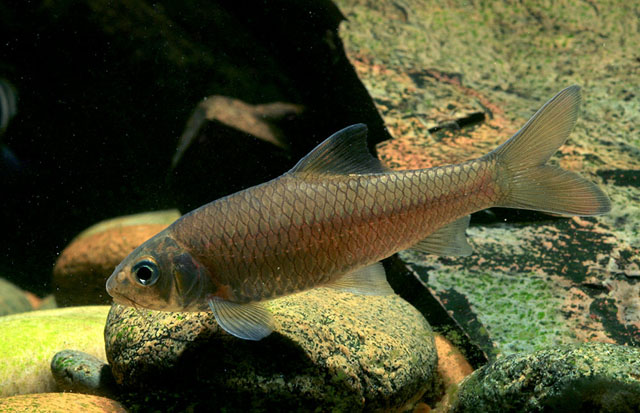 Discherodontus schroederi.