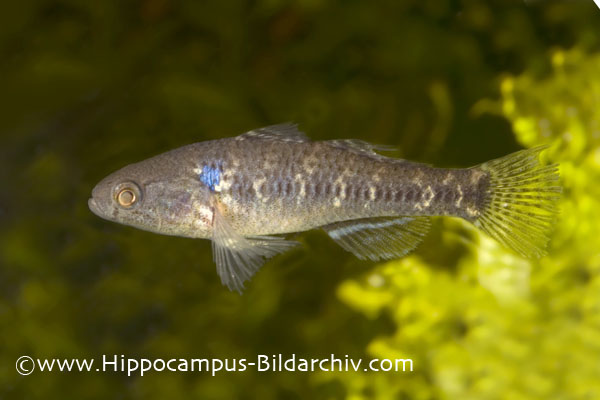 Dormitator lebretonis