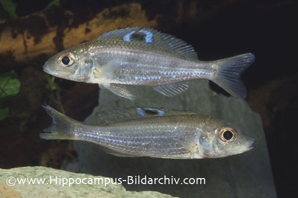 Ectodus descampsii
