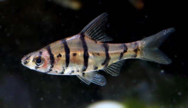 Adult female.