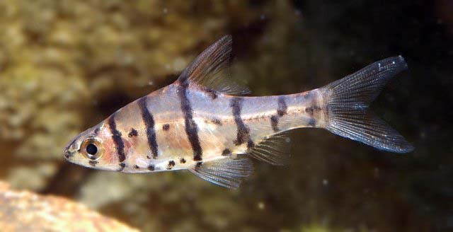 Another adult male.