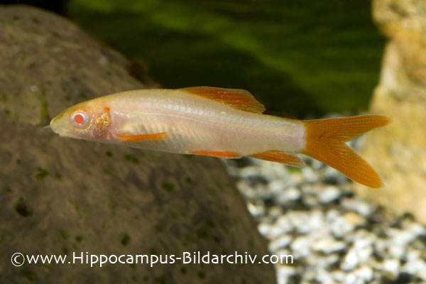 A young individual of the albino form.