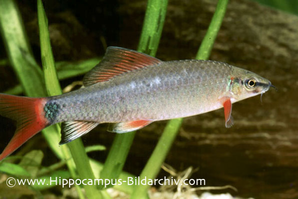 Adult from the aquarium trade.