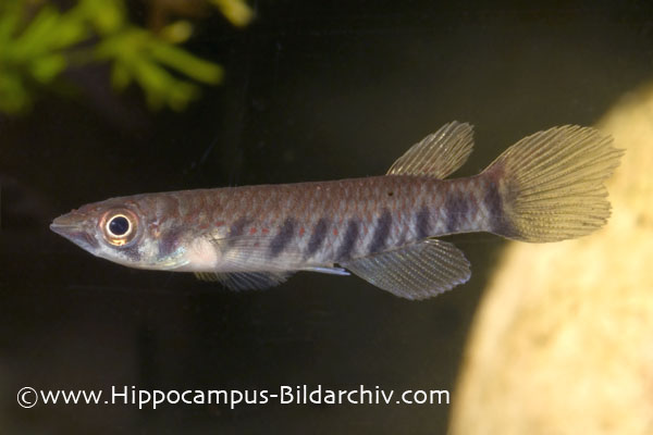 Subadult specimen from the aquarium trade.