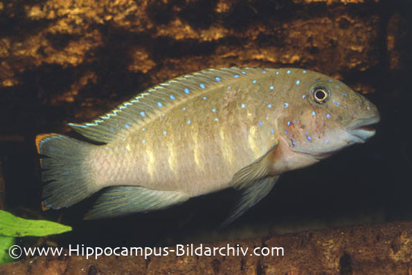 Eretmodus cyanostictus