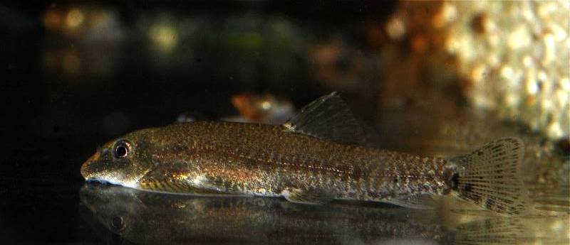 Newly-imported specimen.