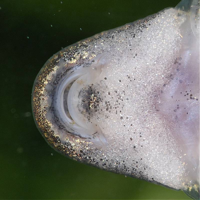 Oral morphology detail.