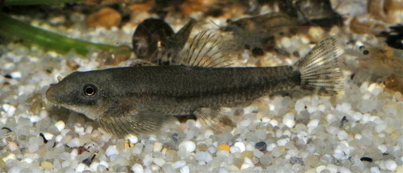 The fish appears similar to E. yangi but lacks the strong lateral patterning associated with that species.