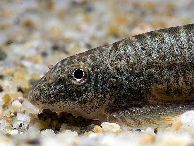Head detail.