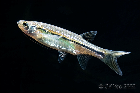 Specimen from the Singapore aquarium trade.