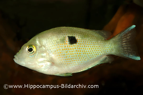 Young adult specimen.