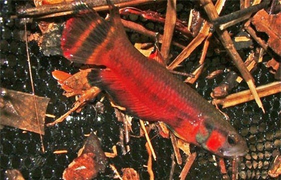 Freshly collected wild male from Marudi.