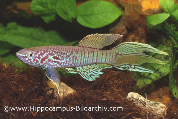 Fundulopanchax sjoestedti adult male