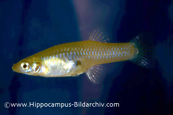 Gambusia affinis female