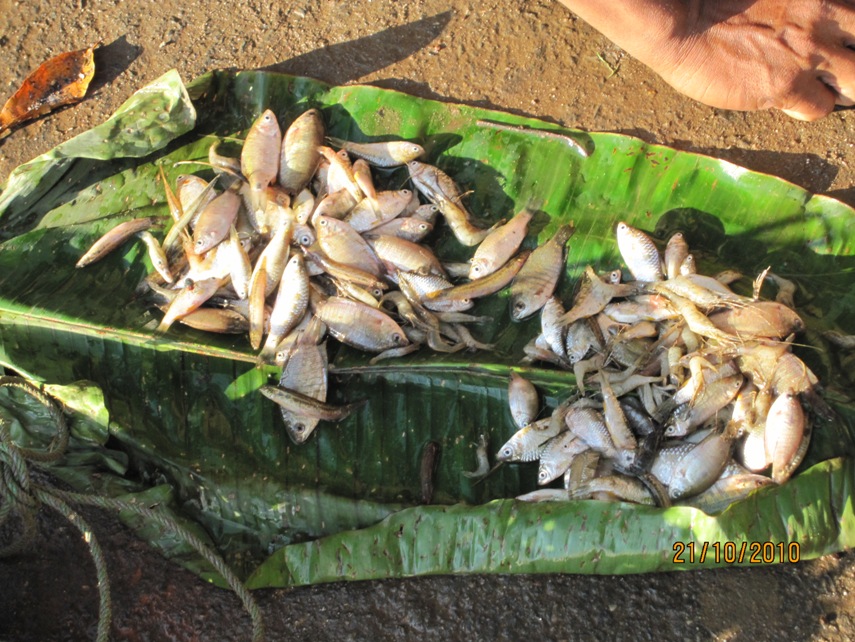 Fishes collected alongside B. rostrata at the Ganol river habitat pictured previously.
