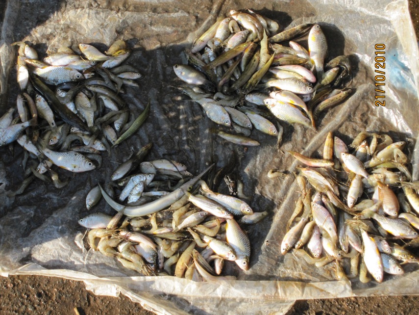 Collection of fishes from the habitat in the previous image.