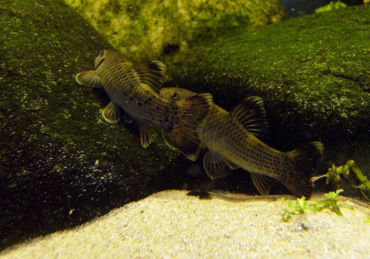 Sparring behaviour appears to be related to hierarchical positioning within the group.
