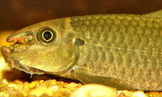 Specimen with rostral process partially-retracted...