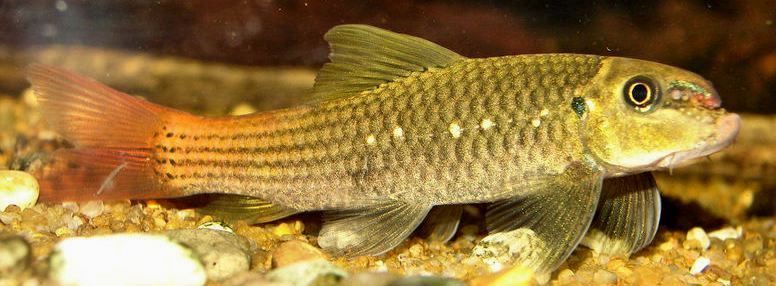 Specimen from the UK aquarium trade.