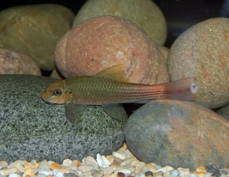 The red colouration in the rear portion of the body can vary considerably depending on the mood or condition of the individual.