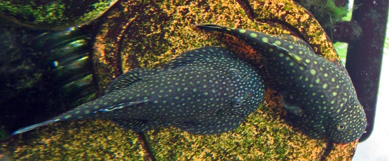 ...in contrast to the closely-related G. ctenocephalus (seen here to the left) in which they have a more uniform diameter.