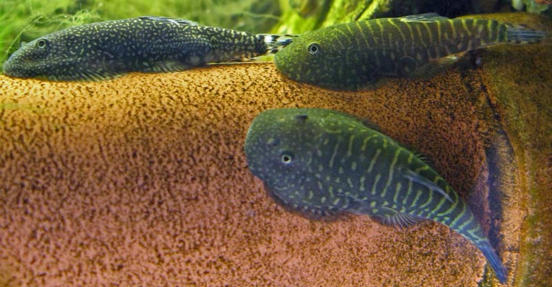 G. stellatus (left) is often confused with G. zebrinus (both fish on right)...