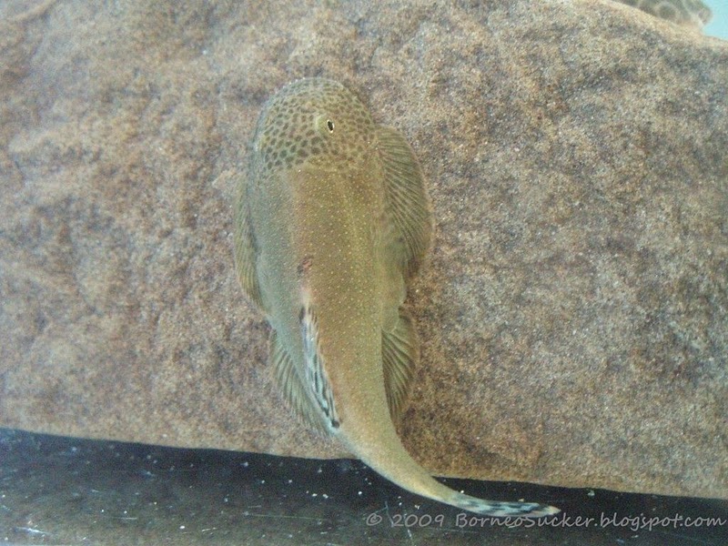 Dorsal view of G. aeroides.